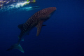   divesnorkling this beautiful creatures best way imagine spend time everyone should try Sogod Bay Pilippines. dive/snorkling dive snorkling Pilippines  